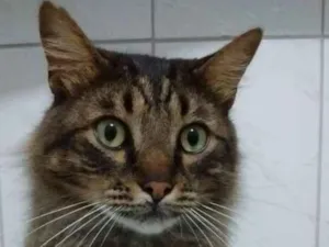 Gato raça srd idade 3 anos nome Catarina e Petrukio