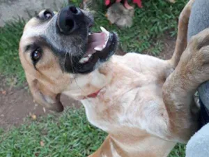 Cachorro raça SRD idade 7 a 11 meses nome Sweet