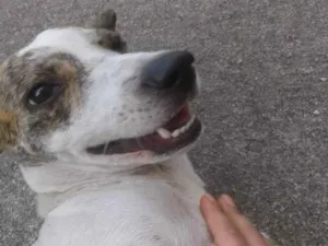 Cachorro raça sem raça idade 7 a 11 meses nome Menina