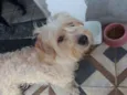 Bela