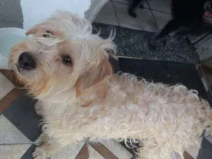 Cachorro raça Misturada  idade 1 ano nome Bela