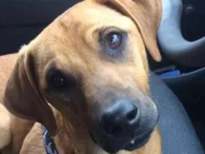 Cachorro raça SRD idade 1 ano nome Leona