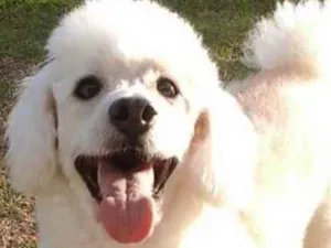 Cachorro raça  idade 6 ou mais anos nome Jimmy