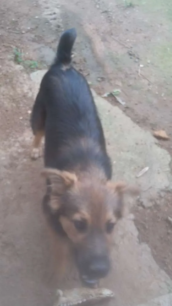 Cachorro ra a Virá lata idade 2 a 6 meses nome Pimpão 