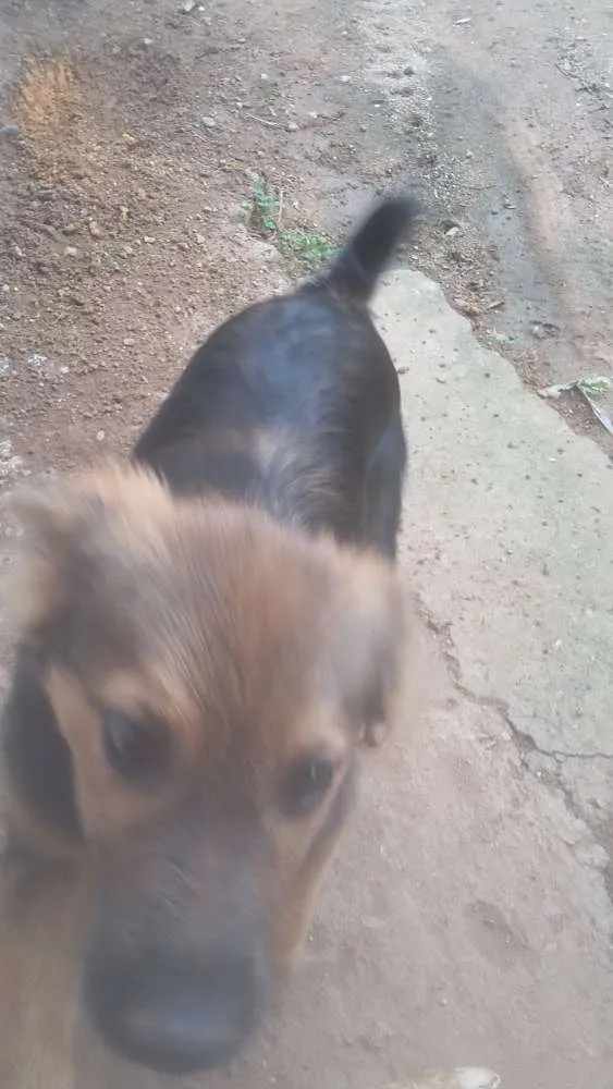 Cachorro ra a Virá lata idade 2 a 6 meses nome Pimpão 