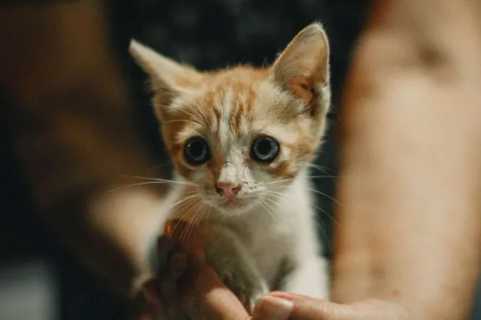 Gato raça SRD idade Abaixo de 2 meses nome Sem nomes