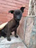 Frodo