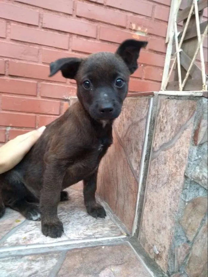 Cachorro ra a SRD idade 2 a 6 meses nome Frodo