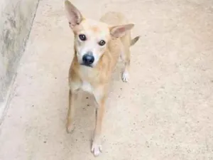 Cachorro raça sem raça defininfa idade 7 a 11 meses nome  Griezman
