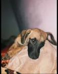 Léo