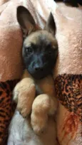 Léo