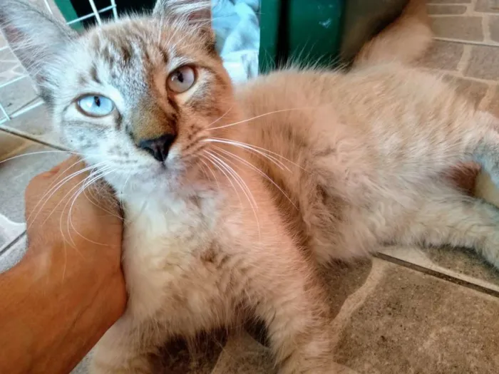 Gato raça SRD idade 2 a 6 meses nome Bento