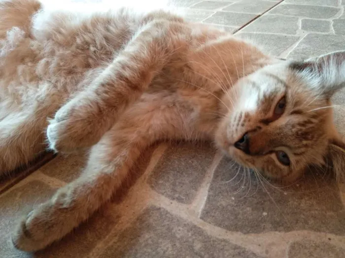 Gato raça SRD idade 2 a 6 meses nome Bento