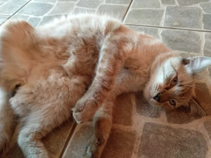 Gato raça SRD idade 2 a 6 meses nome Bento
