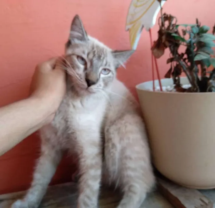 Gato raça SRD idade 2 a 6 meses nome Bento