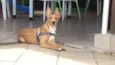 Toby