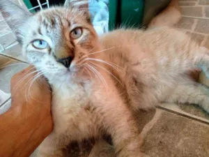 Gato raça SRD idade 2 a 6 meses nome Bento
