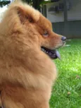 Chewie