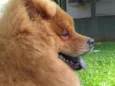 Chewie