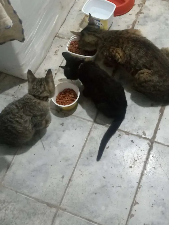 Gato ra a Vira lata  idade 1 ano nome Minerva