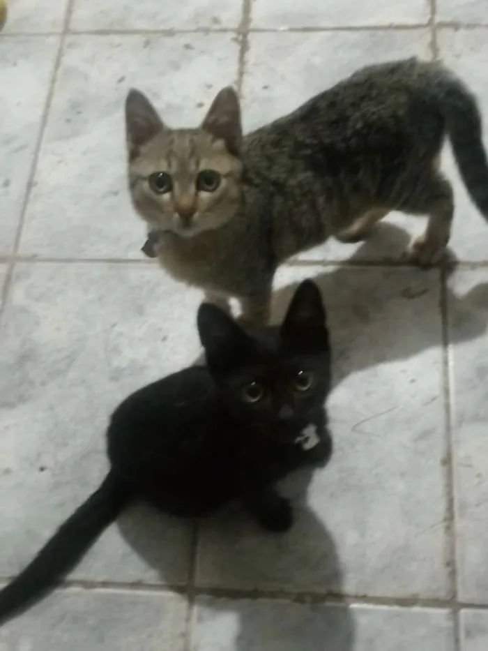 Gato ra a Vira lata  idade 1 ano nome Minerva
