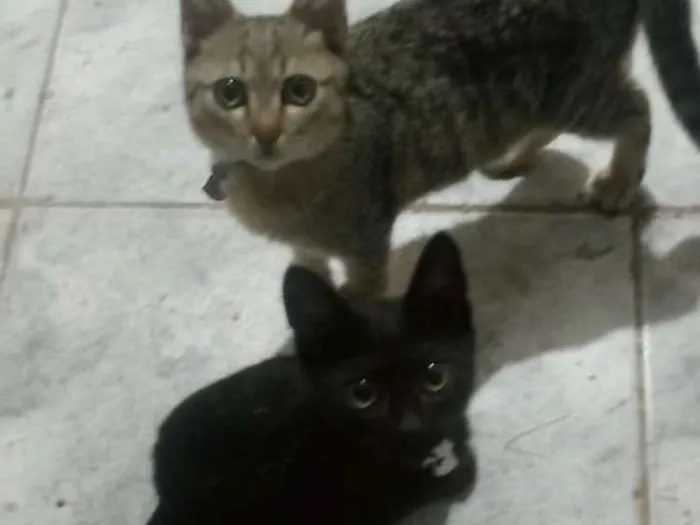 Gato ra a Vira lata  idade 1 ano nome Minerva