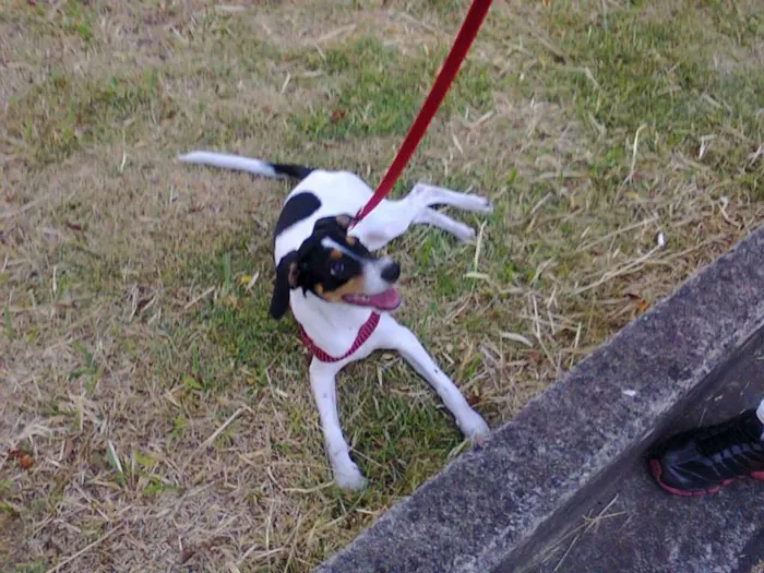 Cachorro ra a SRD idade 5 anos nome Spike