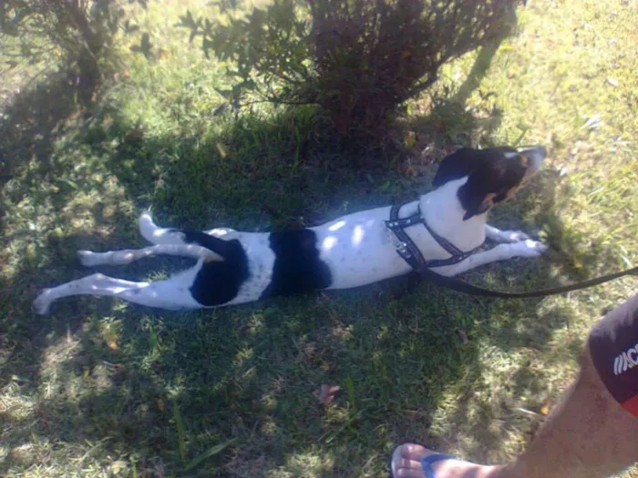 Cachorro ra a SRD idade 5 anos nome Spike