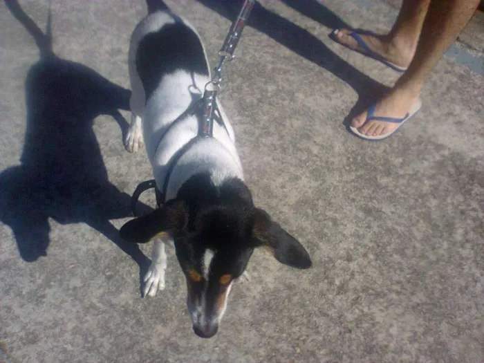 Cachorro ra a SRD idade 5 anos nome Spike
