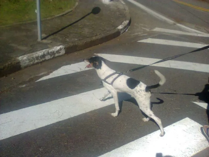 Cachorro ra a SRD idade 5 anos nome Spike