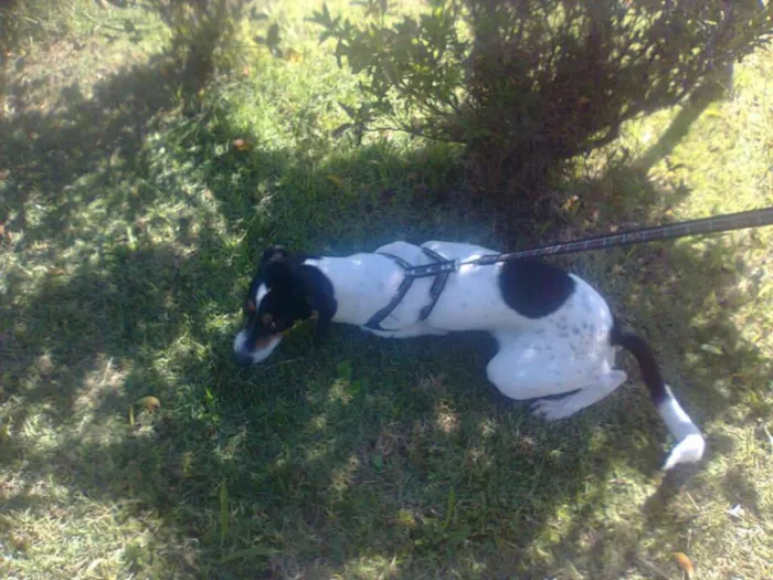 Cachorro ra a SRD idade 5 anos nome Spike