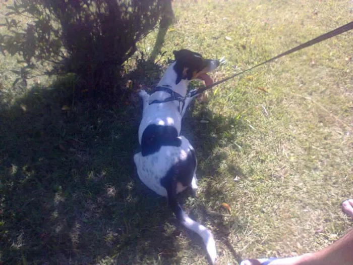 Cachorro ra a SRD idade 5 anos nome Spike