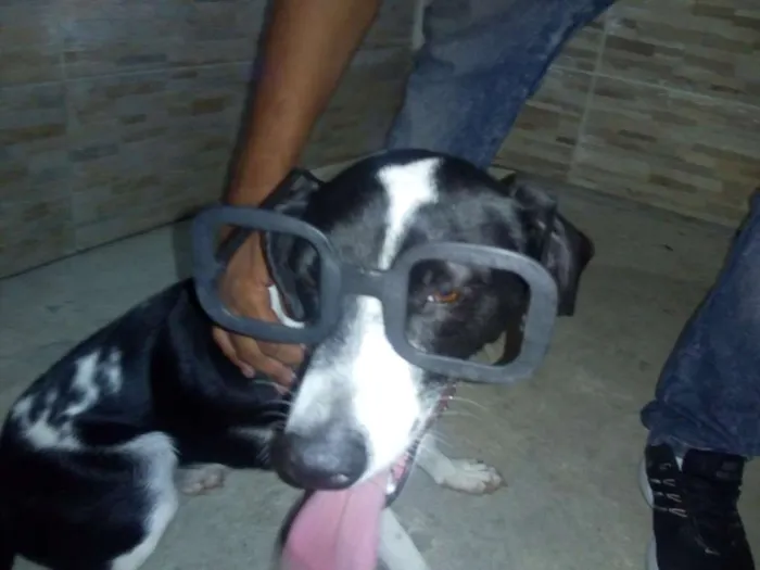 Cachorro ra a Sem raça definida idade 1 ano nome Mel