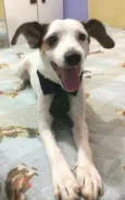 BOLINHA