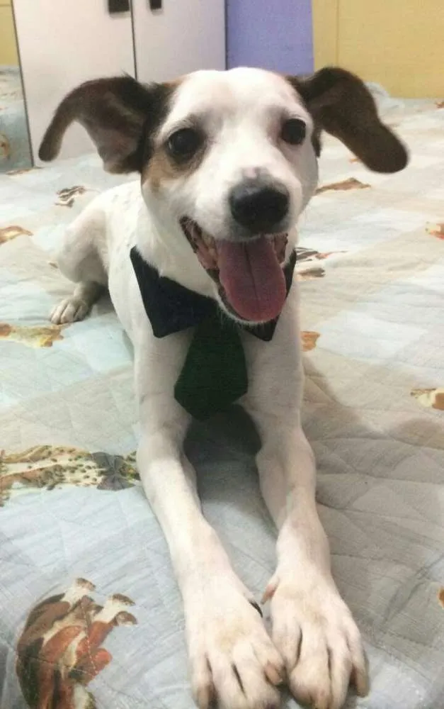 Cachorro ra a SRD idade 1 ano nome BOLINHA