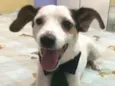 BOLINHA