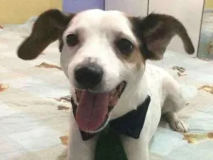 Cachorro raça SRD idade 1 ano nome BOLINHA