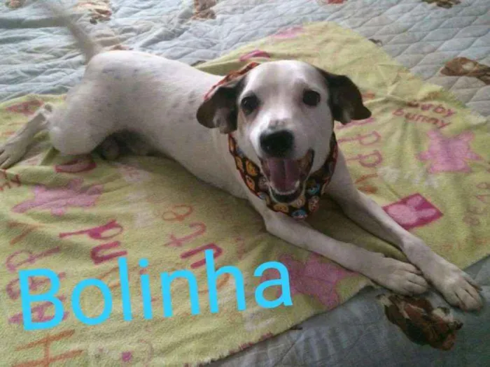 Cachorro ra a SRD idade 1 ano nome BOLINHA