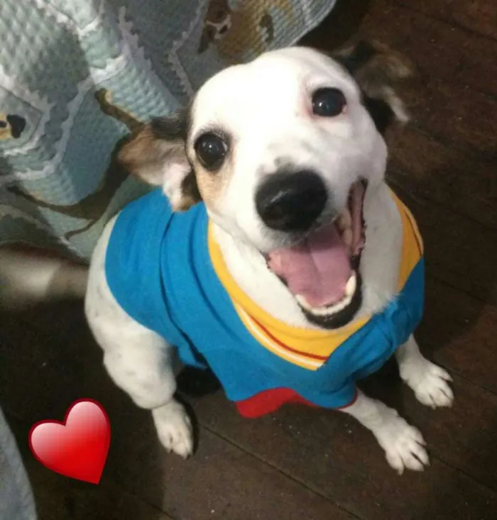 Cachorro ra a SRD idade 1 ano nome BOLINHA