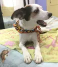 BOLINHA