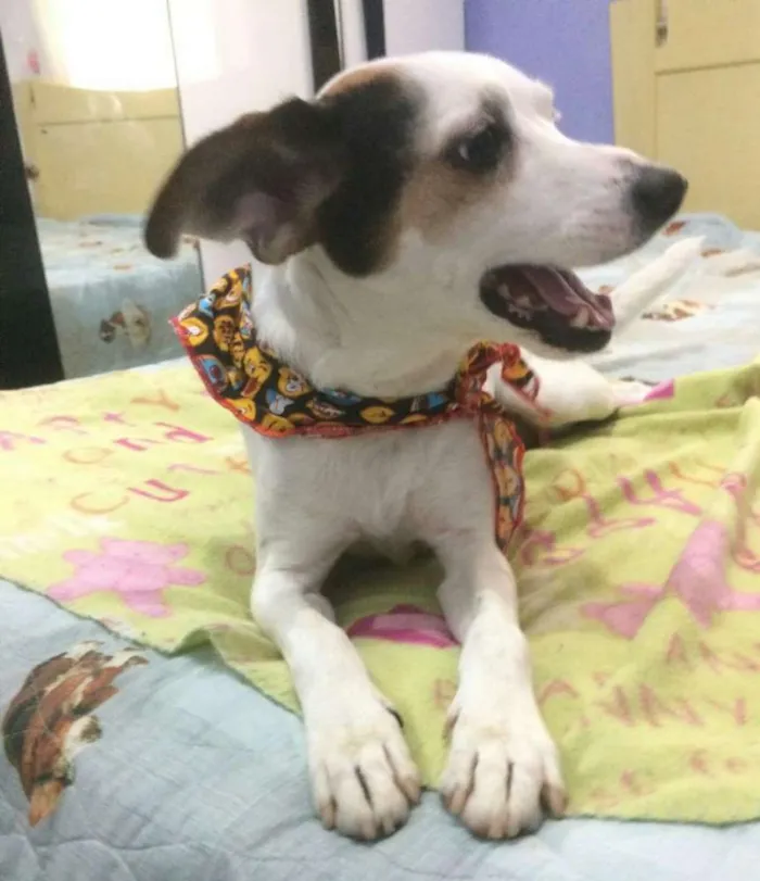 Cachorro ra a SRD idade 1 ano nome BOLINHA