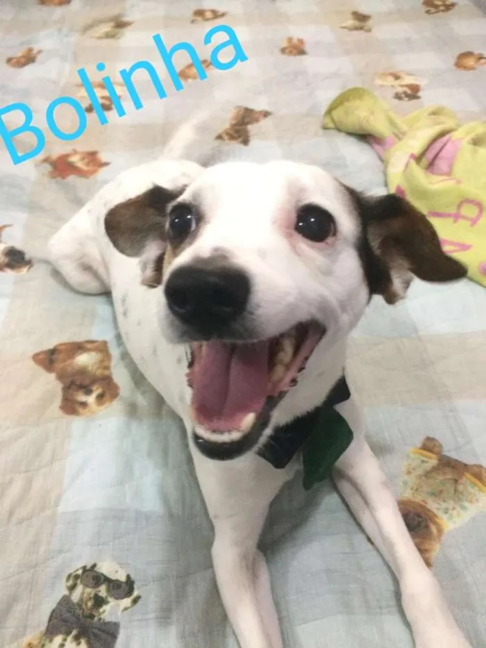 Cachorro ra a SRD idade 1 ano nome BOLINHA