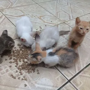 Gato raça Gato idade 2 a 6 meses nome Kiara,bela,amora,...