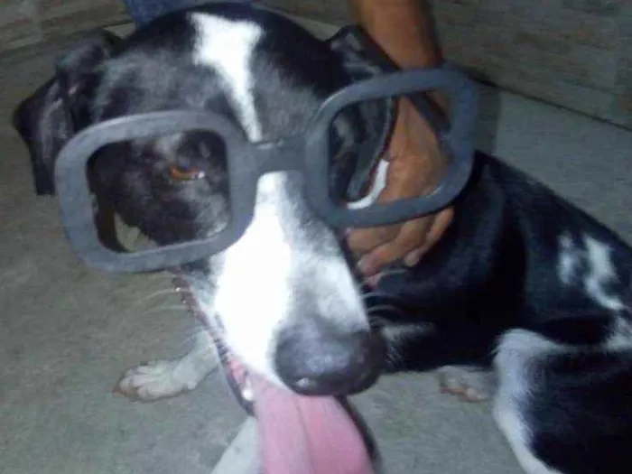 Cachorro ra a Sem raça definida idade 1 ano nome Mel