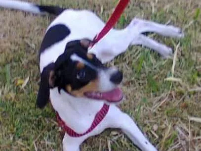 Cachorro ra a SRD idade 5 anos nome Spike