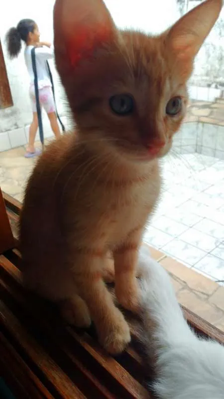 Gato ra a vira lata idade 2 a 6 meses nome não tem nome