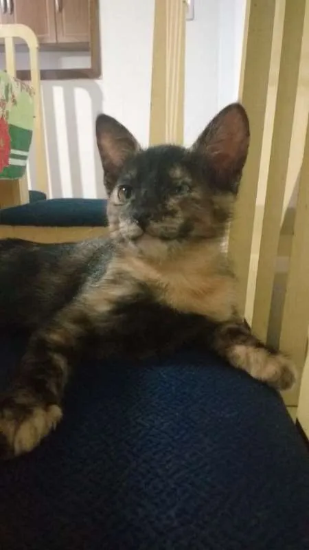 Gato ra a vira lata idade 2 a 6 meses nome não tem nome
