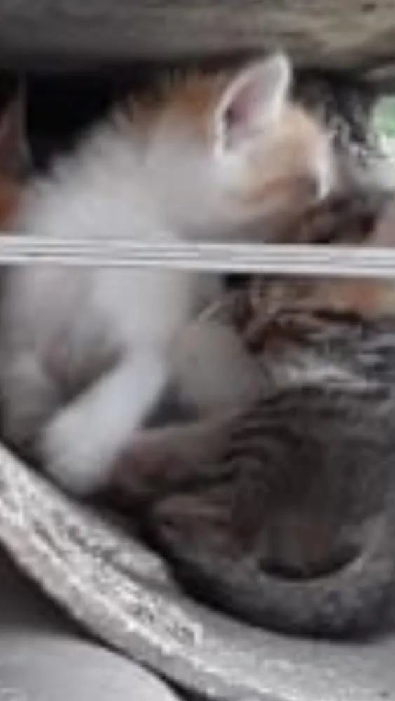 Gato ra a Srd idade 2 a 6 meses nome Sem nome