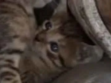 Gato ra a Srd idade 2 a 6 meses nome Sem nome
