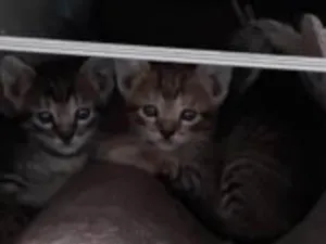 Gato raça Srd idade 2 a 6 meses nome Sem nome